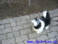 STYX-Atrei-Kirabzer-shih-tzu-puppy-8