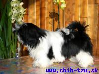 SIBYLA-Atrei-Kirabzer-shih-tzu-puppy-2