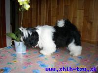 STYX-Atrei-Kirabzer-shih-tzu-puppy-4
