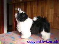 STYX-Atrei-Kirabzer-shih-tzu-puppy-1