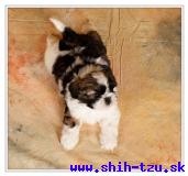 ONIS-Atrei-Kirabzer-shih-tzu-puppy-9