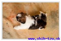 ONIS-Atrei-Kirabzer-shih-tzu-puppy-7