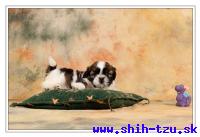 ONIS-Atrei-Kirabzer-shih-tzu-puppy-4