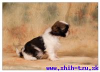 AGIS-Atrei-Kirabzer-shih-tzu-puppy-8